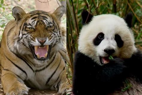 Giant Panda Bengal Tiger The 25 Endangered Species On Verge Of