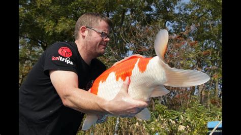Most domestic koi usually grow about 12 to 15 inches long. NEW KOI POND BUILD!! 4000 GALLON QUARANTINE SYSTEM! PART 1 ...