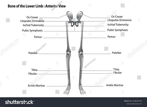 Bones Lower Limb Name Description All Stock Vector Royalty Free