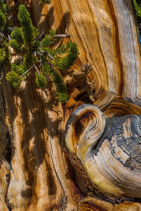 Bristlecone Pine Wood In Great Basin National Park Flickr