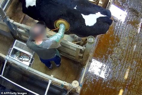 Undercover Video Shows Cows Fitted With Portholes Into Their Stomachs