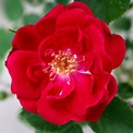 Wild Red Rose Picture | Free Photograph | Photos Public Domain