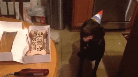 Wishing you a happy birthday! Happy Dog Birthday GIF - Find & Share on GIPHY