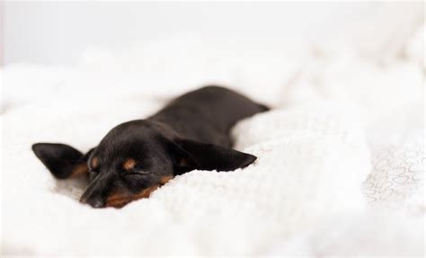 12 Best Dog Beds For Dachshunds In May 2023