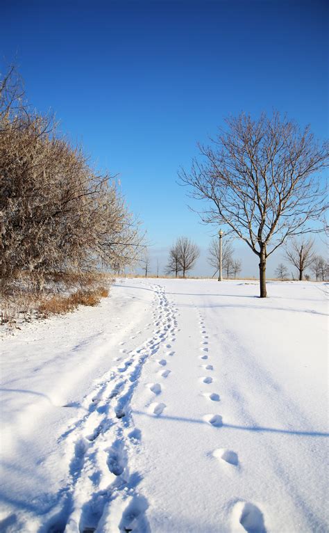 Free Images Tree Path Grass Snow Winter Road Sunlight Morning