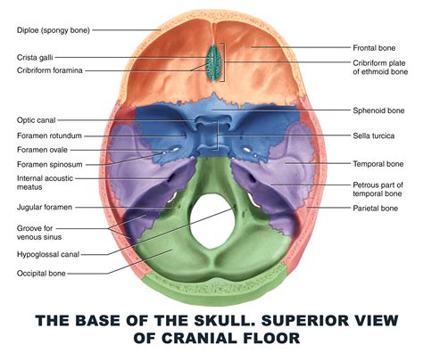 The Base Of The Skull Superior View Of Cranial Floor Anatomy Images