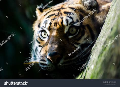 Hypnotic Fascinating Gaze Sumatran Tiger Lives Foto De Stock 1274510224