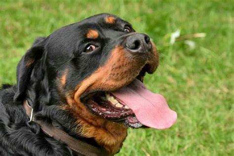 Pin On Rottweiler Love