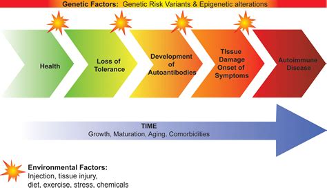 frontiers genetic basis of defects in immune tolerance underlying the development of autoimmunity