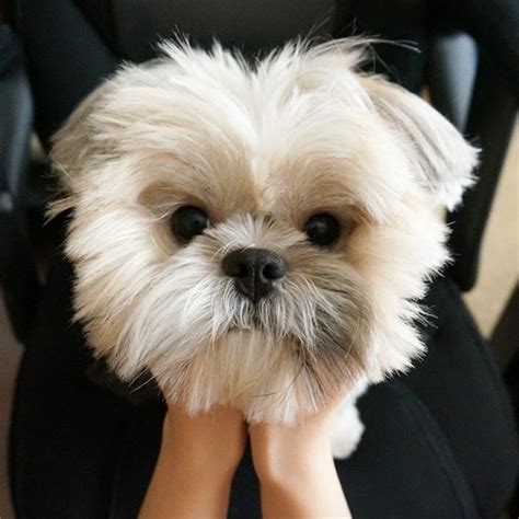12 Ways Your Shih Tzus Demonstrate Just How Much They Care