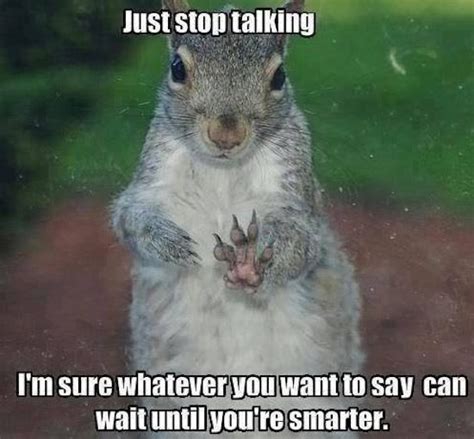 39 Very Funny Squirrel Meme Images S And Pictures Picsmine