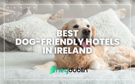 Best Dog Friendly Hotels In Ireland 2024s Top Picks For Pet Lovers