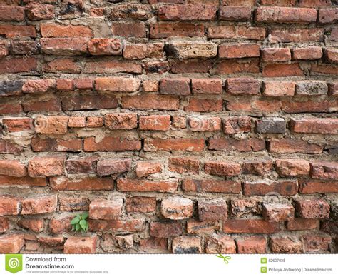 Little Plant Tree Grow In Old Brick Wall Stock Photo Image Of