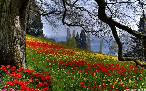 Forest Flower Gardens Different Color Flower Makes The Spring Season