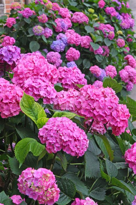 Flower Bed Full Of Purple Hydrangea Flowers And Pink And