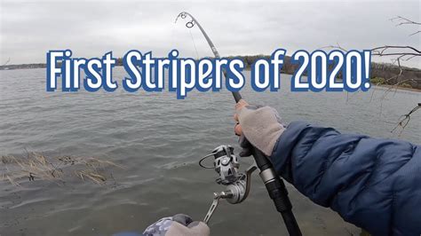 First Stripers Of 2020 Spring Run Long Island Ny Youtube