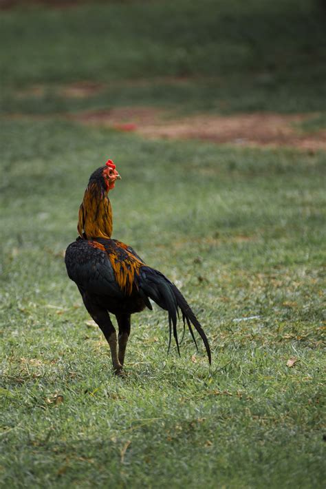 Free Images Bird Prairie Wildlife Beak Chicken Fowl Fauna