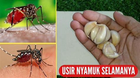 Mengejutkan Nyamuk Hilang Selamanya Cara Usir Nyamuk Dengan Bahan Alami Dunia Sehat Youtube