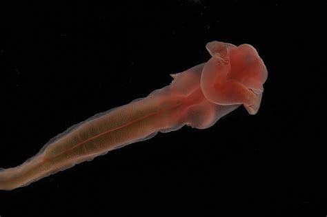 New Creatures From The Deep Identified