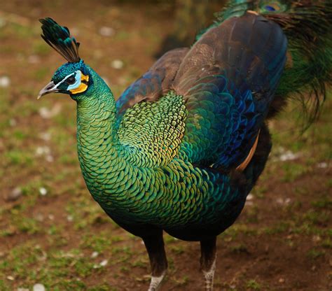 Green Peafowl Amazing Pets For You