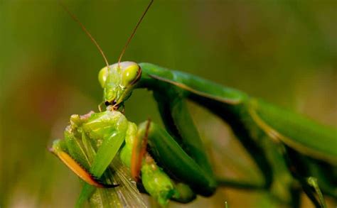 Caracteristicas De La Mantis Religiosa Su Vida Y Hábitat Natural