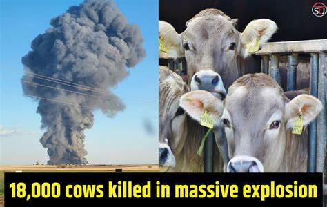 18000 Cows Died In Explosion At Texas Us