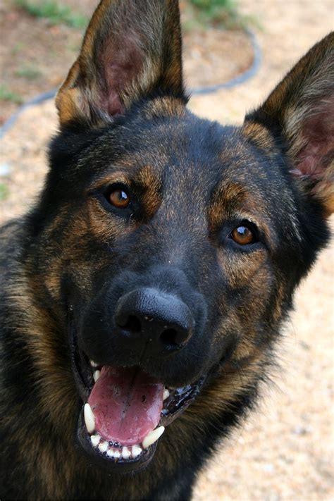 Breeds Of Dogs That Look Like German Shepherd Dog Bread