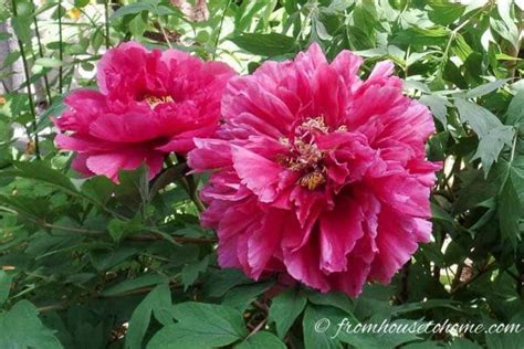 Learn How To Grow Tree Peonies That Will Add Huge Blooms To Your Shade