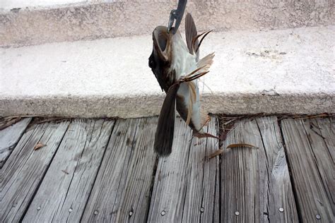 Saltwater Fish With Wings And Feet Flickr Photo Sharing