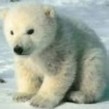 北極熊 [asps6709] - Plurk
