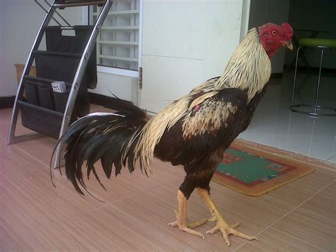 Ayam Bangkok Kandang Hero Gambar Ayam Bangkok Jawara