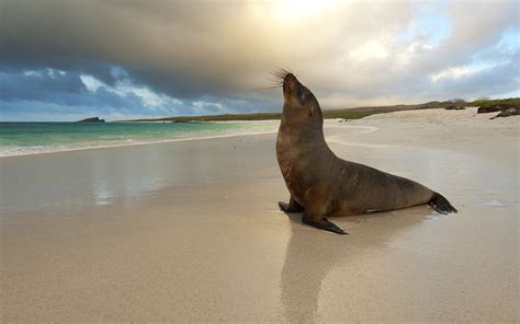 Seals Animals Sea Beaches