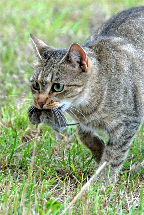 Cat And Mouse Free Photo Download Freeimages