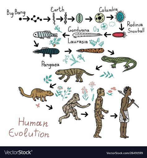 Some Interesting Evidence Of Evolution