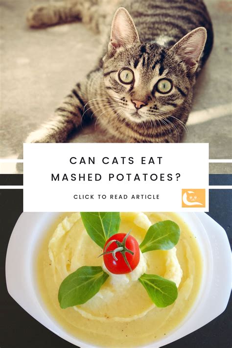 I think that potatoes would give them calories without adequate nutrition. Can Cats Eat Mashed Potatoes? | Eat, Popular side dishes ...