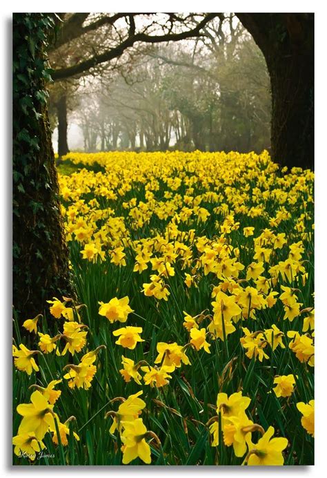 Daffodil Wood With Images Daffodils