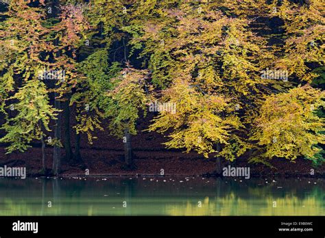 Berglsteiner See Lake Hi Res Stock Photography And Images Alamy