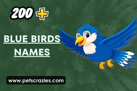 200 Blue Birds Names Elegant And Unique Ideas
