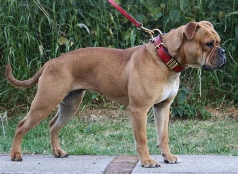 Olde English Bulldogge Information And Facts Is This Dog Breed Right