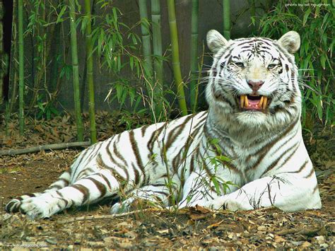 White Tiger Hd Funny Wallpapers ~ Funny Wallpapers