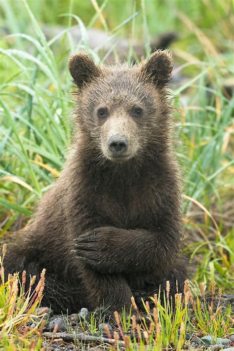 Grizzly Bear Cub Sitting In Meadow Lake Clark National Park Alaska