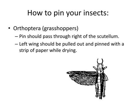 Ppt Guide To Pinning Insects Powerpoint Presentation Free Download