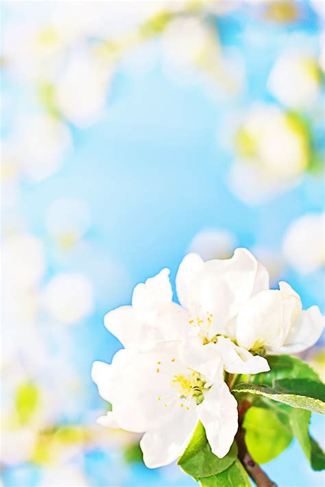 Affordable and search from millions of royalty free images, photos and vectors. Free photo: White flowers background - Abstract, April ...