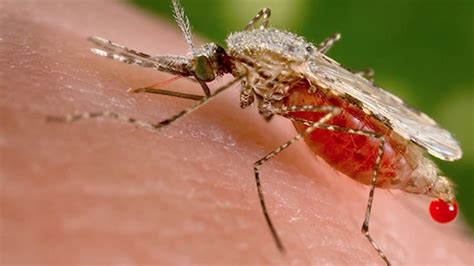 ما هو الملاريا