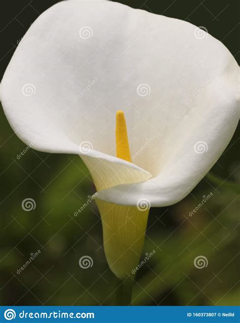 A Close Portrait Of A White Calla Lily Zantedeschia Aethiopica Stock
