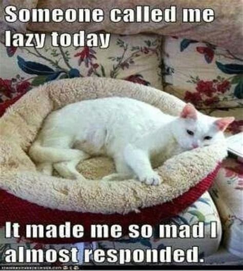 Its Caturday So Here Are 30 Cat Memes Animal Memes Cute Animals