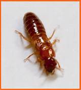 Photos of Florida Termite Pictures