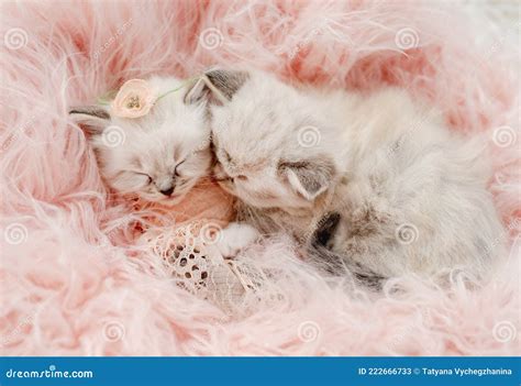 Ragdoll Kittens Photos Newborn Style Stock Image Image Of Portrait