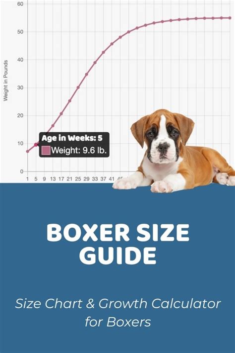Boxer Size Guide How Big Do Boxers Get Puppy Weight Calculator
