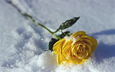 Rose In The Snow Wallpapers Wallpaper Cave